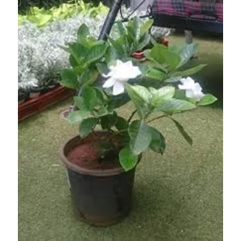 Top Jasmine Plants 